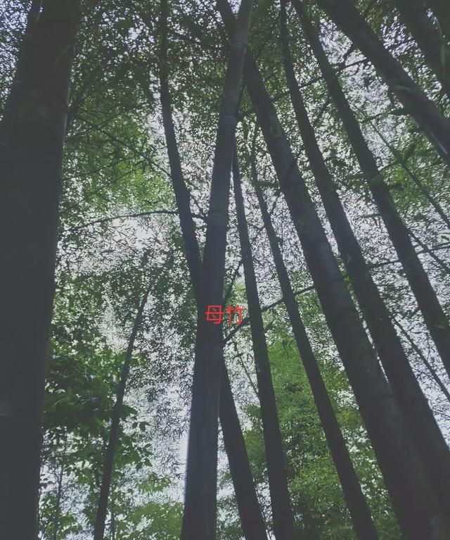 竹子怎么种(竹子怎么种种在哪个方位)图12