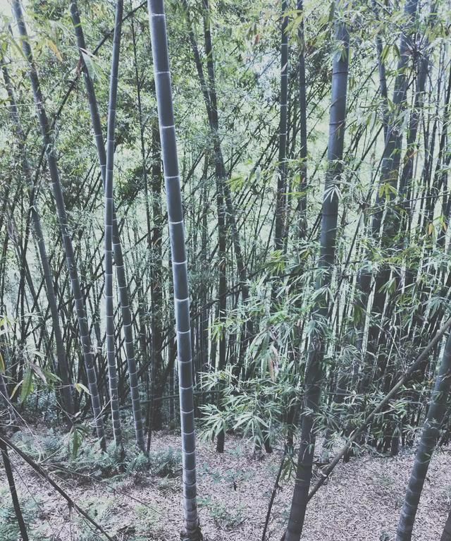 竹子怎么种(竹子怎么种种在哪个方位)图15