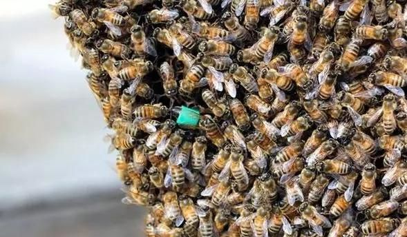 蜜蜂养殖怎么才能产生蜂王(蜜蜂养殖技术大全之中蜂人工育王)图3