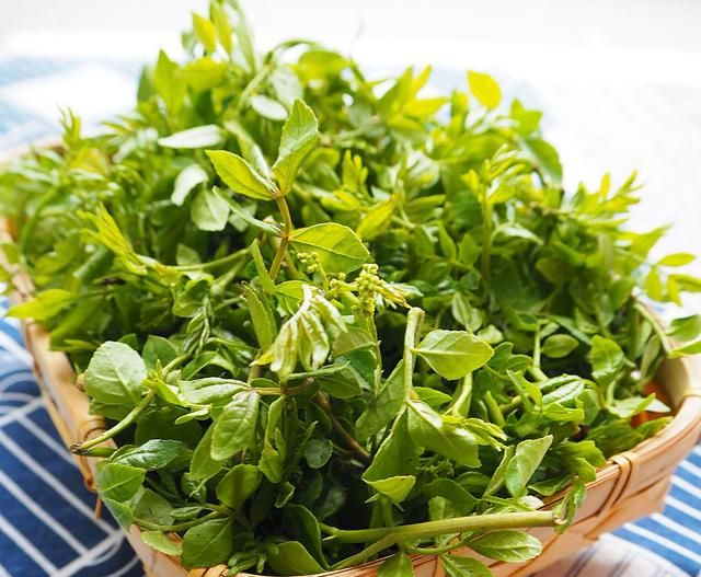 花椒叶可以做什么美食图1