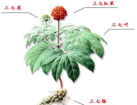 三七根的功效与作用吃法,三七和三七根的功效有什么区别图2