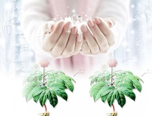 三七根的功效与作用吃法,三七和三七根的功效有什么区别图3