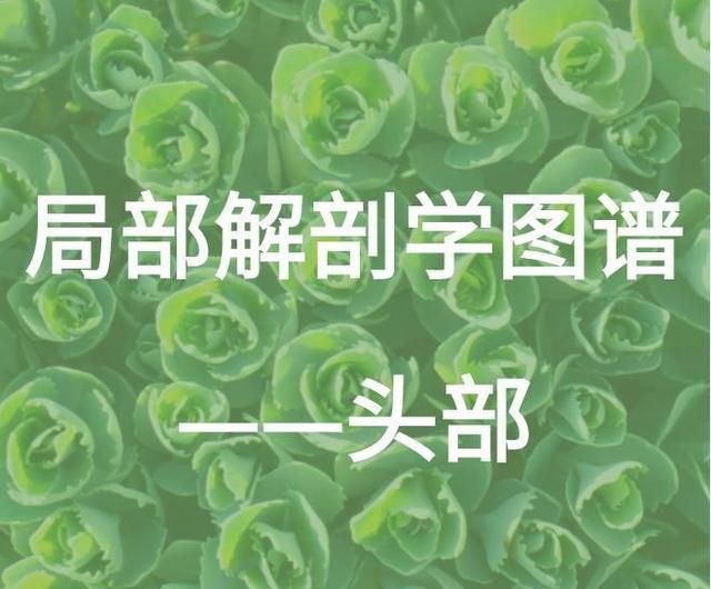 头部局部解剖学图谱