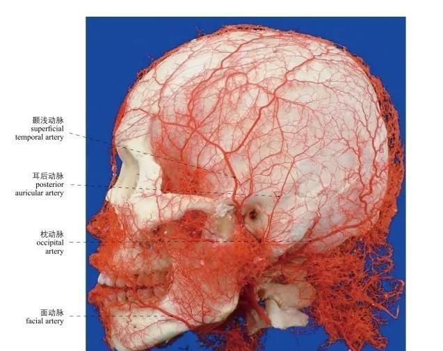 头部局部解剖学图谱