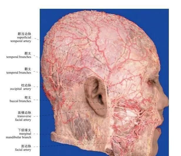 头部局部解剖学图谱