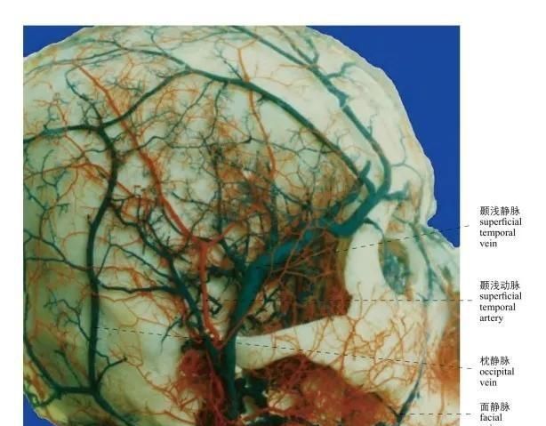 头部局部解剖学图谱