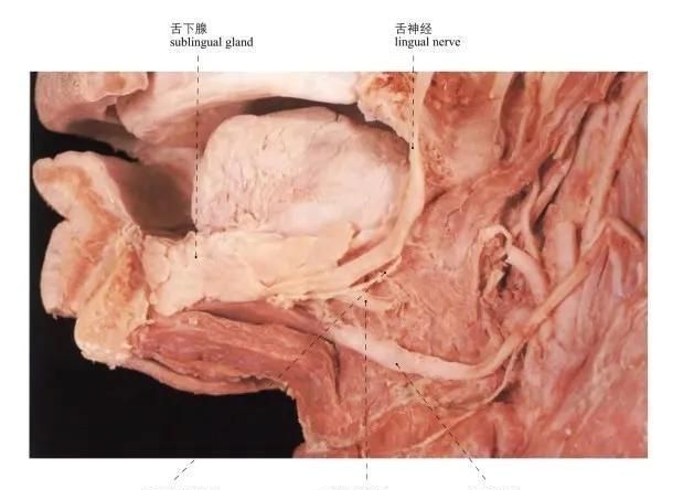 头部局部解剖学图谱