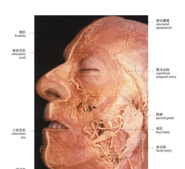 头部局部解剖学图谱