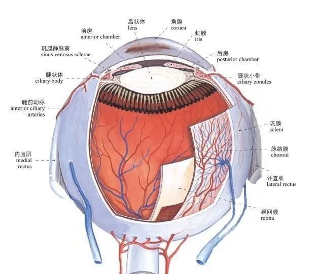 头部局部解剖学图谱