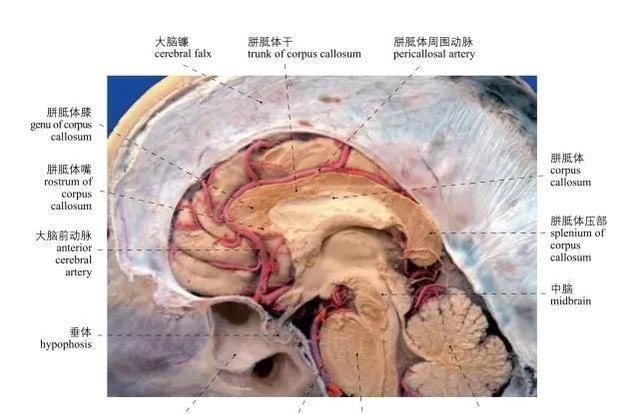 头部局部解剖学图谱