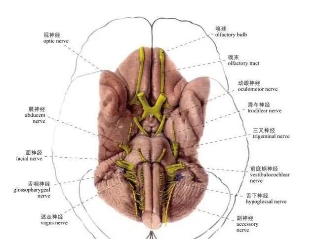 头部局部解剖学图谱