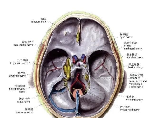 头部局部解剖学图谱