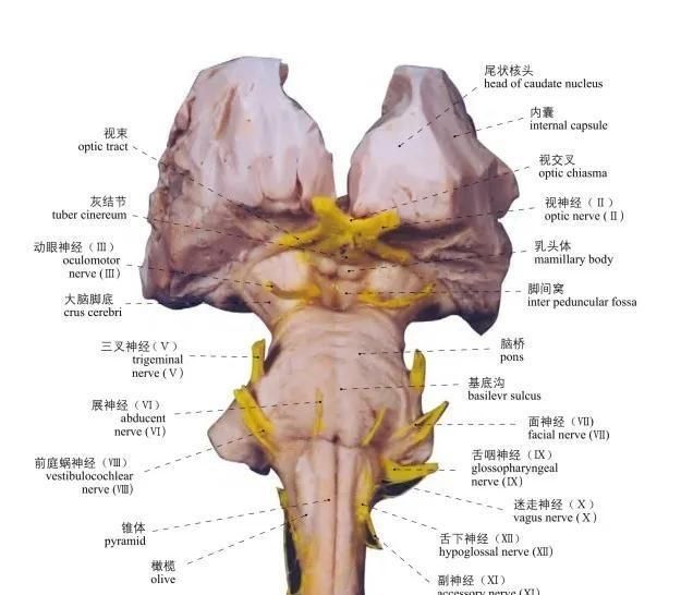 头部局部解剖学图谱