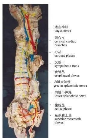 头部局部解剖学图谱