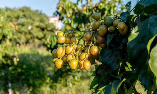 南方很常见的4种水果，黄皮果上榜了，北方网友：名字都没听说过