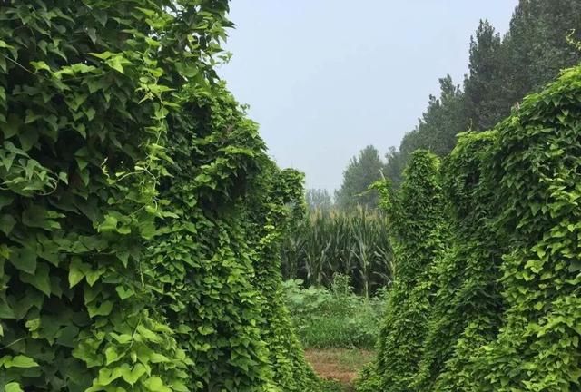山药天天见·养胃又保健
