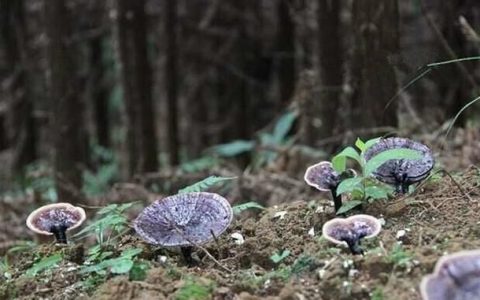 灵芝的功效是真的还是假的(灵芝孢子粉是真的还是假的)
