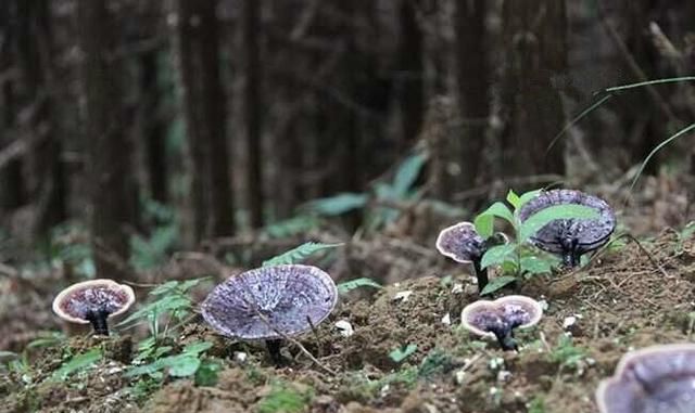灵芝的功效是真的还是假的(灵芝孢子粉是真的还是假的)图1