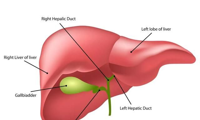 swisse护肝片有哪些功能图5