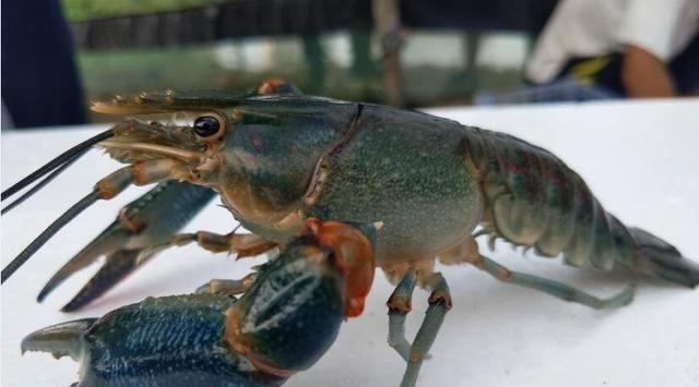 45元一斤！澳洲蓝龙虾在中牟县雁鸣湖捕捞上岸