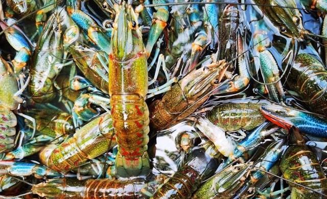 45元一斤！澳洲蓝龙虾在中牟县雁鸣湖捕捞上岸