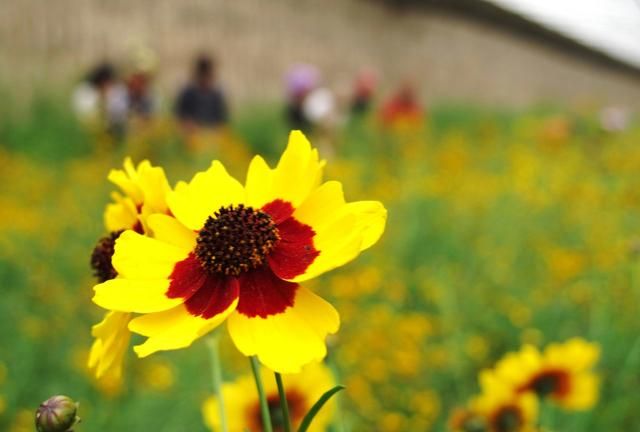 了解滋补中药材：“雪菊”，淡斑祛痘，滋润肌肤