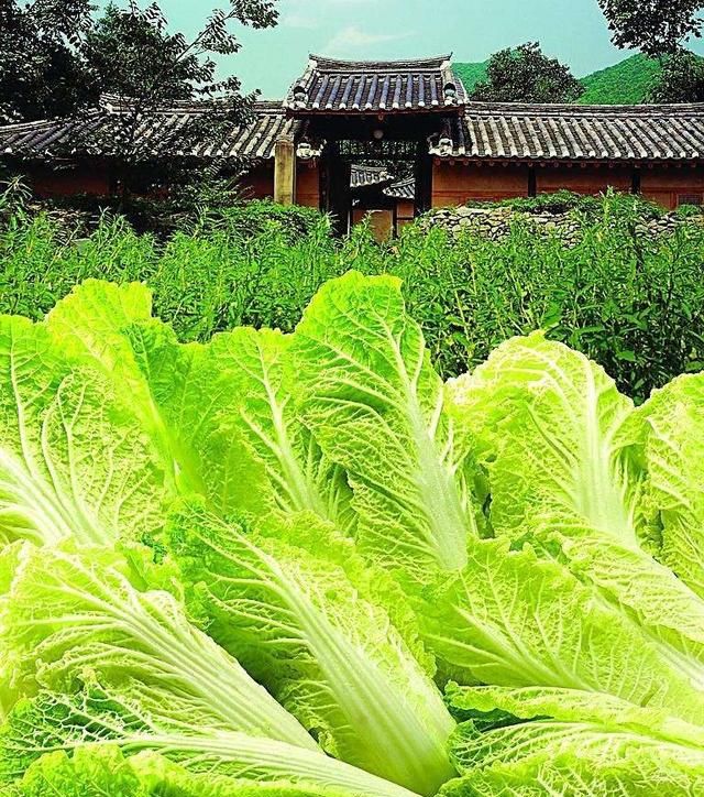 白菜的功效有什么,白菜都有什么功效呢图1
