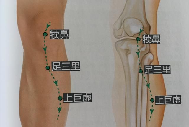 足三里穴的功效与作用是什么,足三里穴的功效和图图2