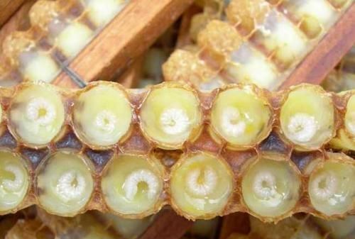 蜂皇浆有哪些营养成分含量,蜂王浆含什么成分最好图4