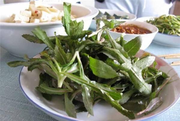 什么叫曲麻菜,跟苦麻菜有什么区别呢图2