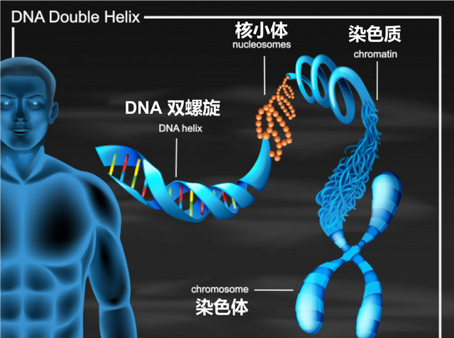 又双叒叕来一个人造生命？这个大肠杆菌牛在哪里？