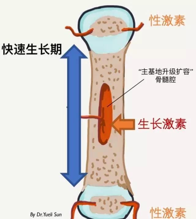 田七海马炖鸡汤有助于长高吗图1