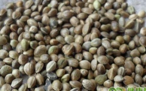 火麻仁的治病功效及食疗方法
