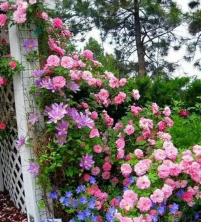 月季花容易出现的问题和解决方法图3