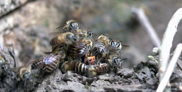 专吃蜜蜂的是什么蜂,很大的蜜蜂是什么蜂图2