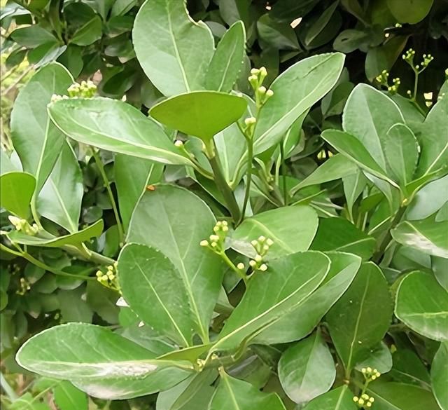 每日一味抗癌中药——鬼箭羽，破血通经、消肿解毒，治疗癌痛首选