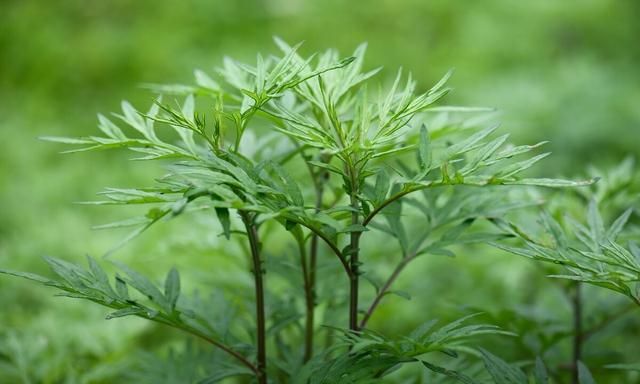 讲一味侧柏叶，防脱发、生黑发、止鼻血、止咳喘、治痔疮之良药