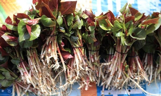 鱼腥草含“马兜铃酸”，伤肝、伤肾还致癌？经常吃到底会怎样？