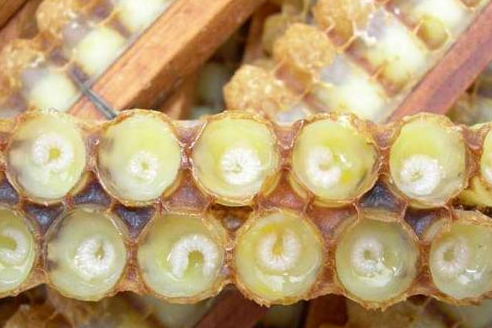 蜂王浆的功效及食用方法