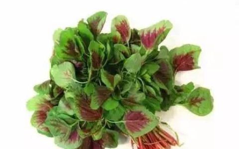 红汗菜有什么功效(红汗菜适应人群)