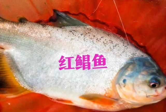 食人鱼能吃吗?味道如何形容,食人鱼身上的肉味道有多鲜美图2