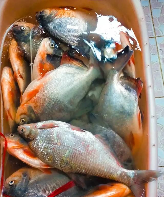 食人鱼能吃吗?味道如何形容,食人鱼身上的肉味道有多鲜美图3