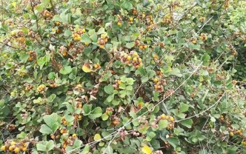 你们把这种植物叫什么?它有怎样的营养价值呢