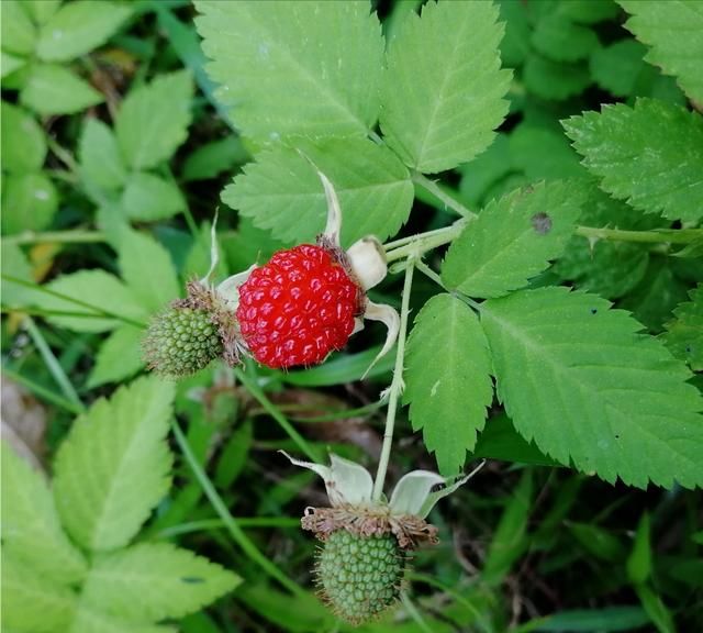 你们把这种植物叫什么?它有怎样的营养价值呢图7