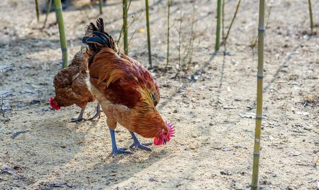 厨师长教你大盘鸡正宗做法，土豆软糯、鸡肉香辣紧实，一盘不够吃