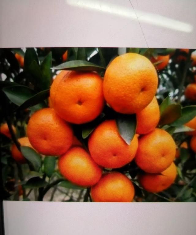 想吃橘子,市面上哪种橘子好吃呢图1