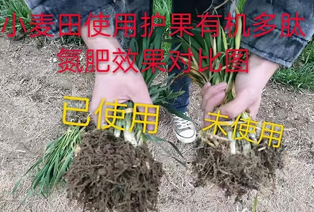 尿素价格暴涨！小麦追肥，选护果有机多肽氮肥，1瓶挑战40斤尿素