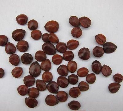 酸枣仁的功效与作用及食用方法