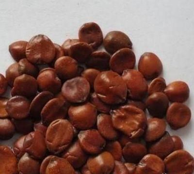 酸枣仁的功效与作用及食用方法
