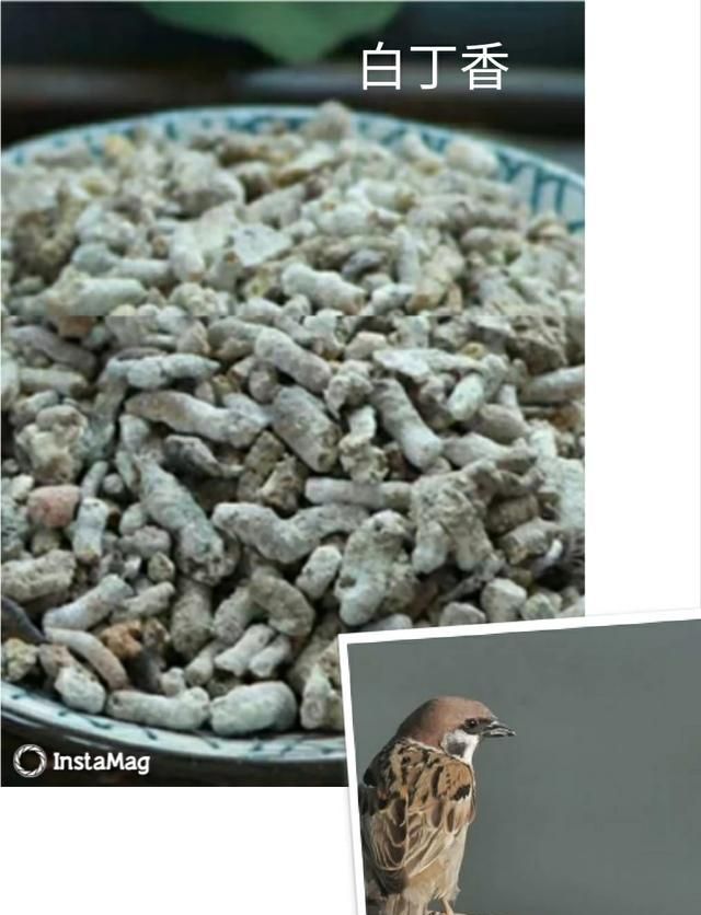 麻雀屎可以治疗什么疾病?具体怎样使用的图4